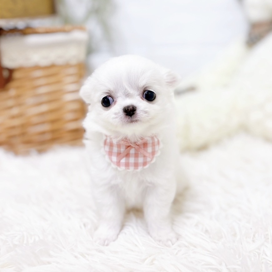 チワワのわたあめちゃん🐶ペットショップ犬の家近江八幡店