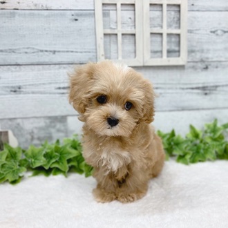 個性豊かなハーフちゃん🐶ネコちゃん😻がやってきました