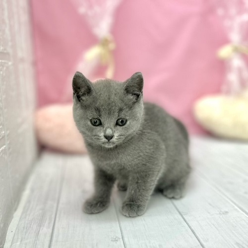 今日のわんちゃん、ねこちゃん🐶😸～仲間入り編～【ペットショップ犬の