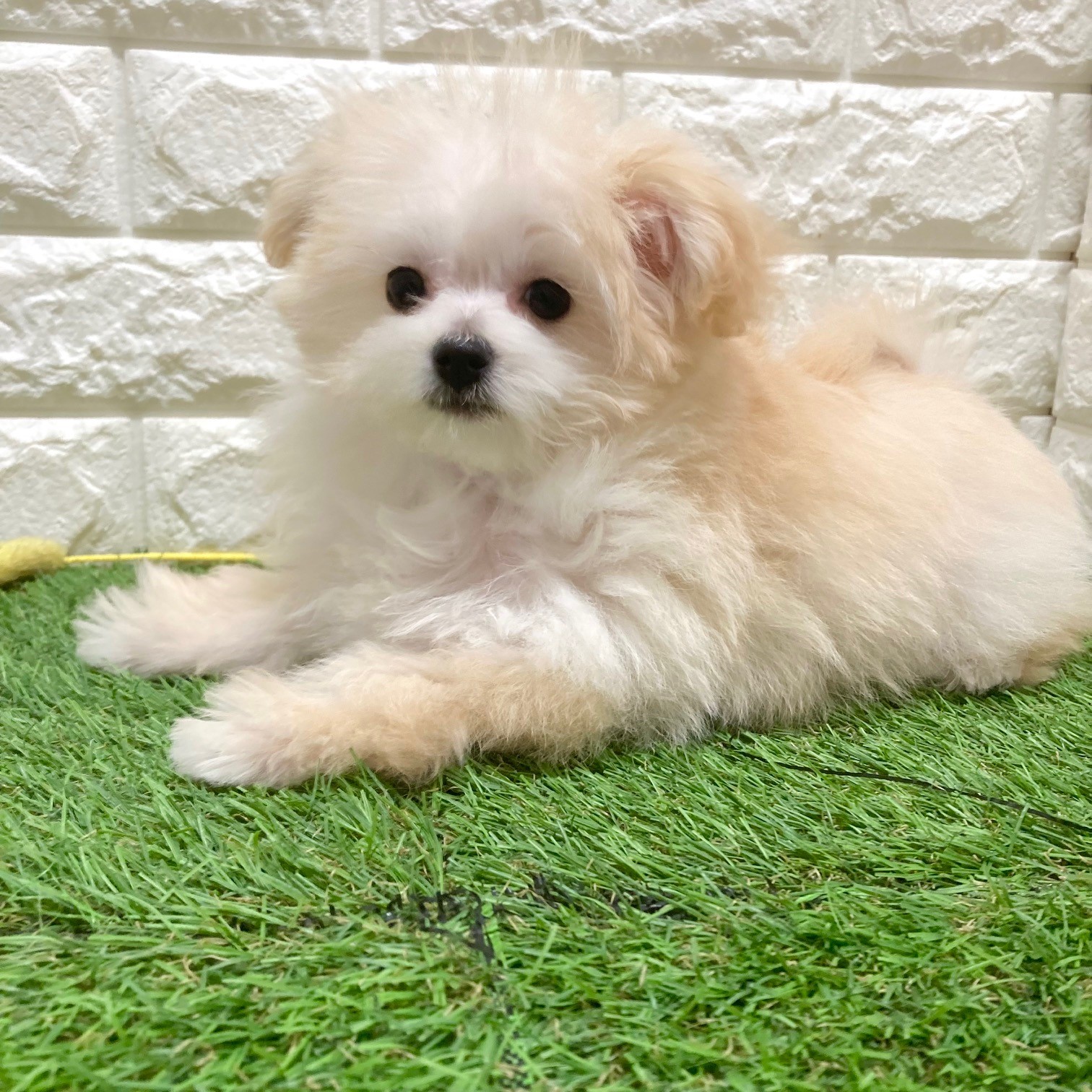 アイドルのポメプーちゃん🥰🐶ペットショップ犬の家＆猫の里そよら東