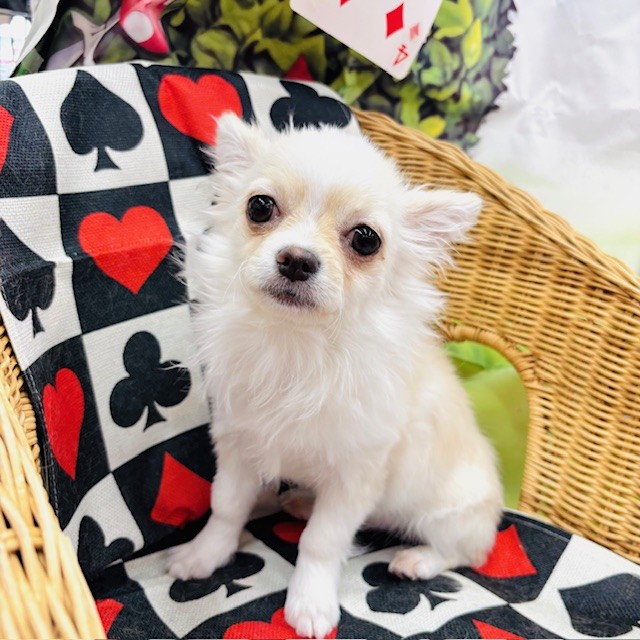 とっても可愛いマルポメくんとチワワちゃん🐶💓～ペットショップ犬の家