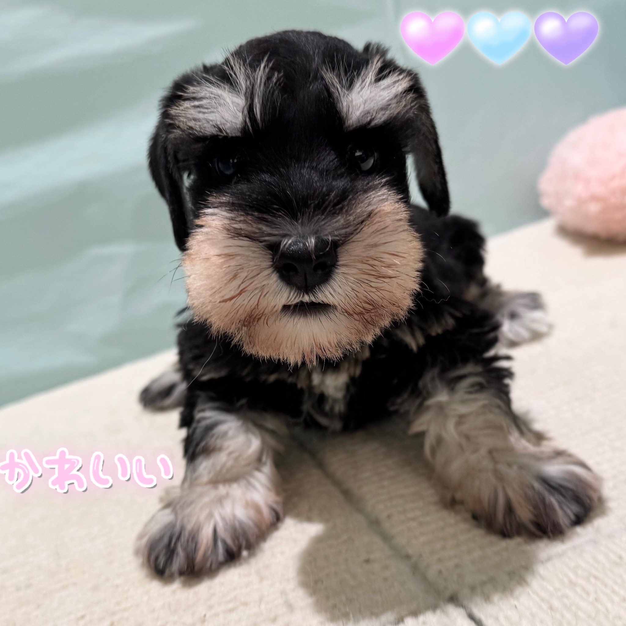 よちよち歩きのシュナウザーちゃん💘 ペットショップ犬の家＆猫