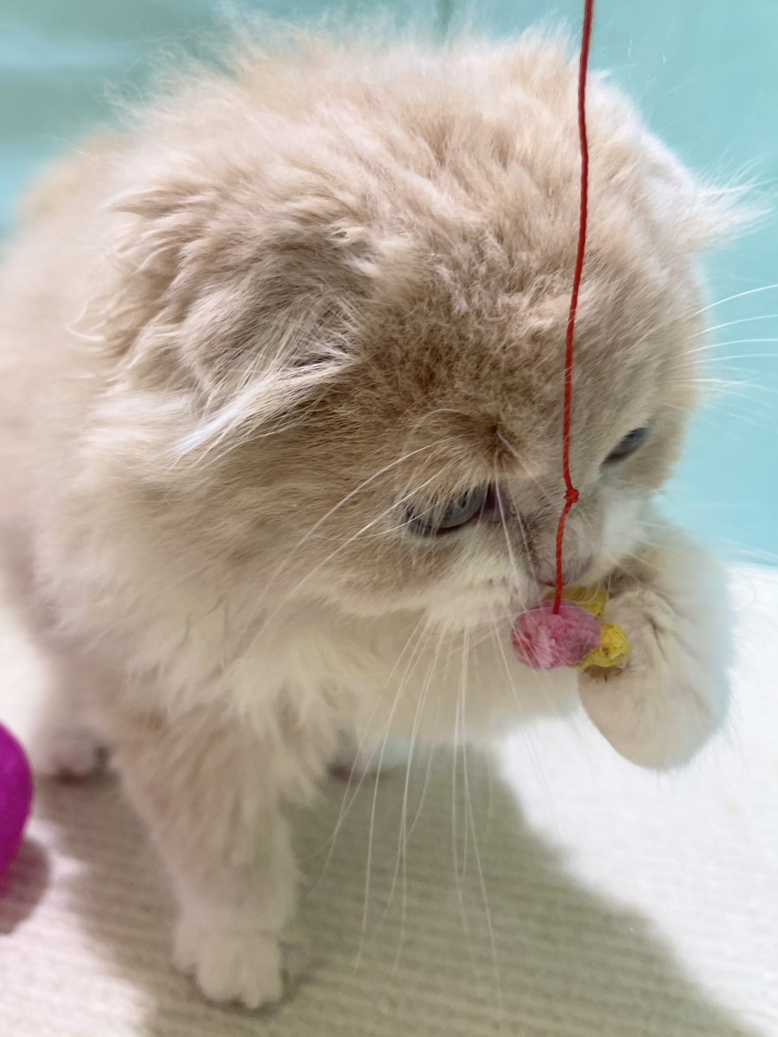 猫ちゃんサロペット ねこちゃんサロペット サロペット かわいい H&M サロペット オーバーオール ベビー 猫 70 - メルカリ