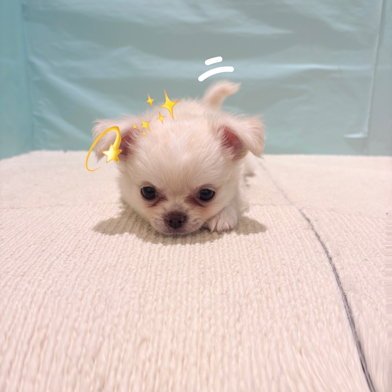 くりくりおめめのチワワ君✨ 犬の家＆猫の里春日井店 | ペットショップ