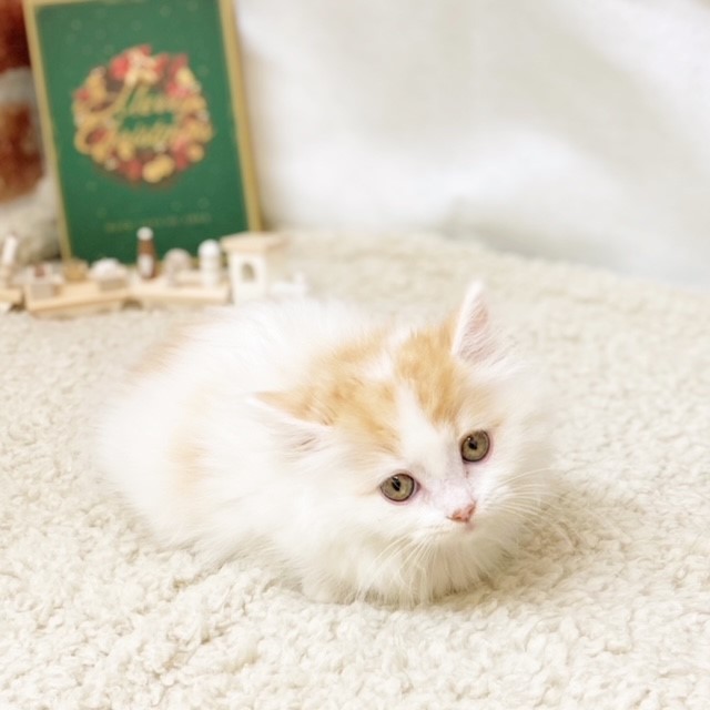 🐾新入生紹介その2🐾🎄Xmas SAIL🎄ペットショップ犬の家＆猫の里藤枝店