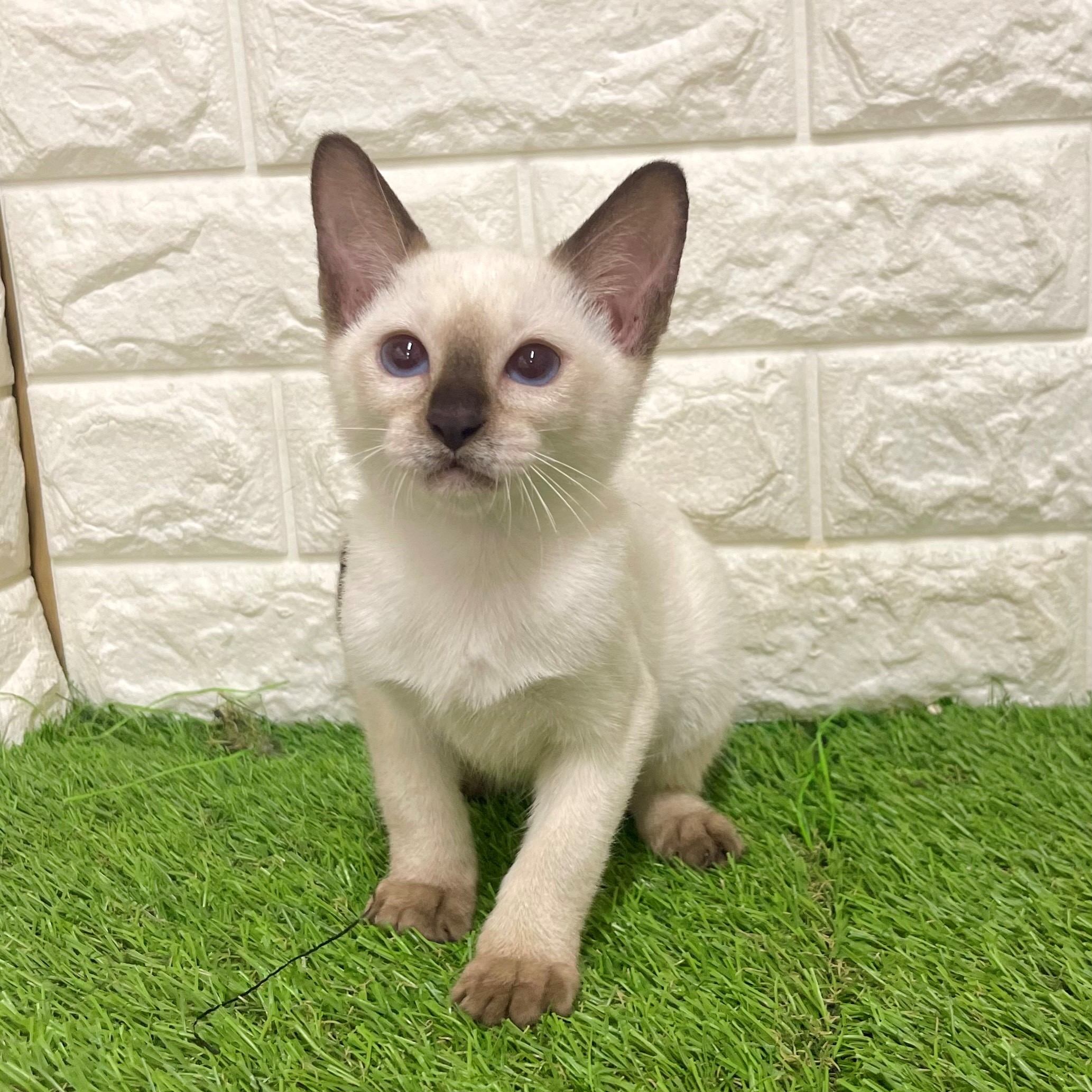超甘えたなトンキニーズちゃん🤭💗そよら東岸和田犬の家＆猫の里