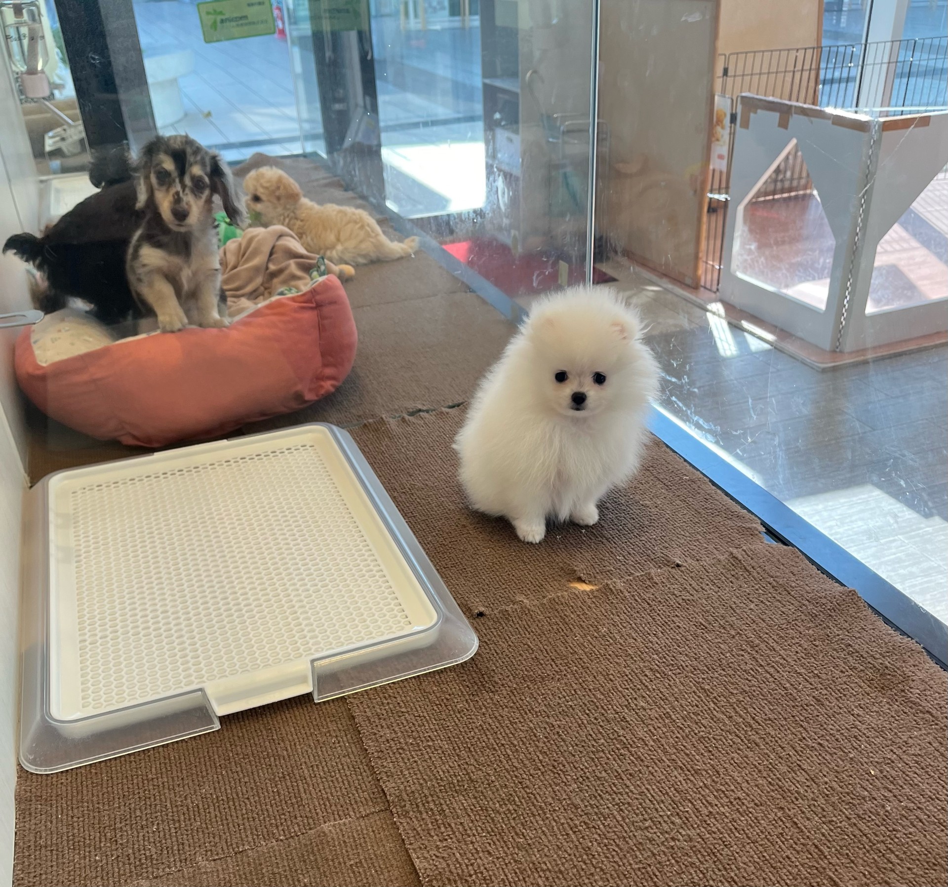 ☆179055 ポメラニアン ☆ペットショップWEAREOneもりのみや店