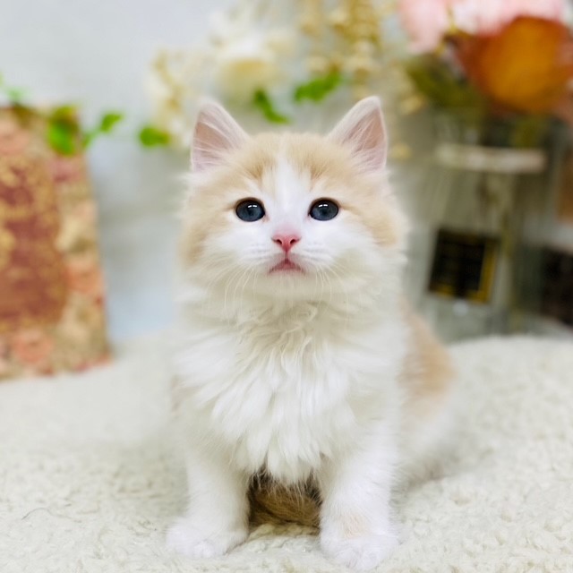 春が来た🌸ワンちゃんも来た🐶！！！ペットショップ犬の家＆猫の里藤枝