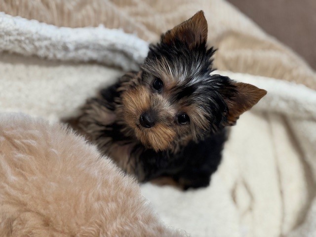 ☆ 187099 ヨークシャーテリア ♀️ WEAREoneもりのみや店 ☆ | ペット