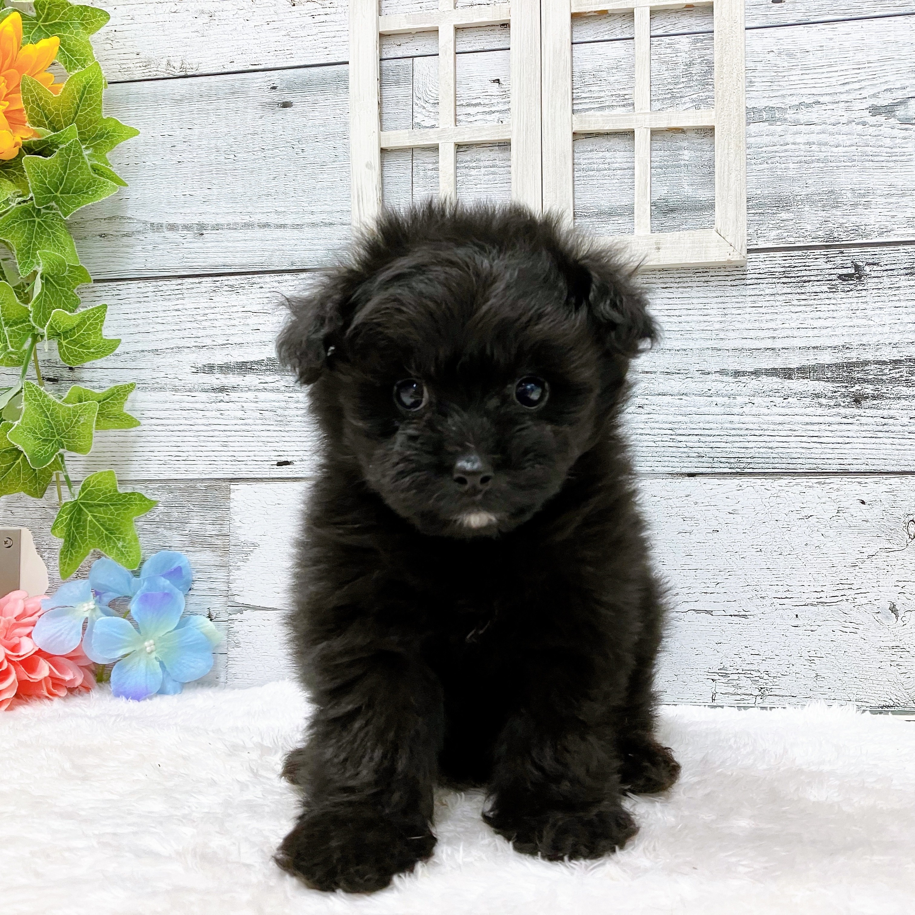 うーちゃん　手のひらペット 最近、うーちゃん太りました😭😭 犬の家 ペットショップ おこばた店