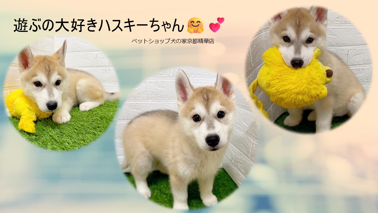 とっても元気で遊ぶのが大好きなハスキーちゃん(^^♪ペットショップ犬