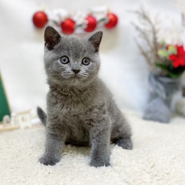 🐾新入生紹介その2🐾🎄Xmas SAIL🎄ペットショップ犬の家＆猫の里藤枝店