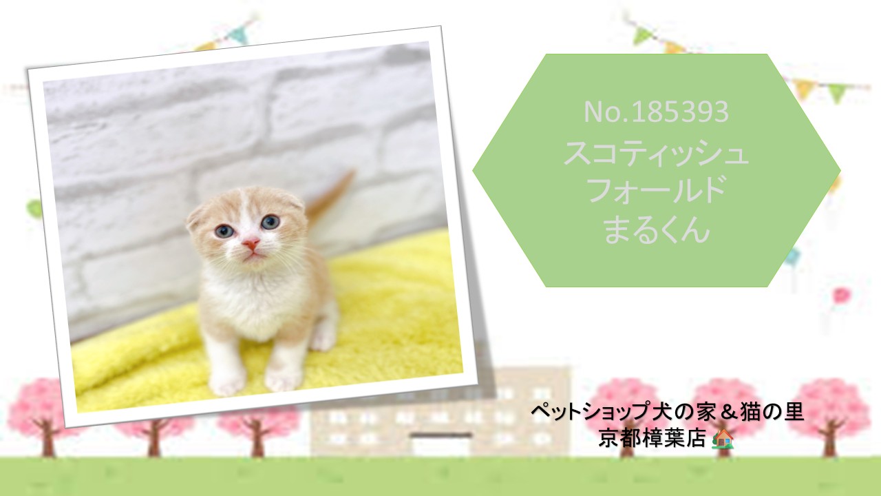 ネコちゃんの中でも人気の種類🐱まんまる顔のスコティッシュ