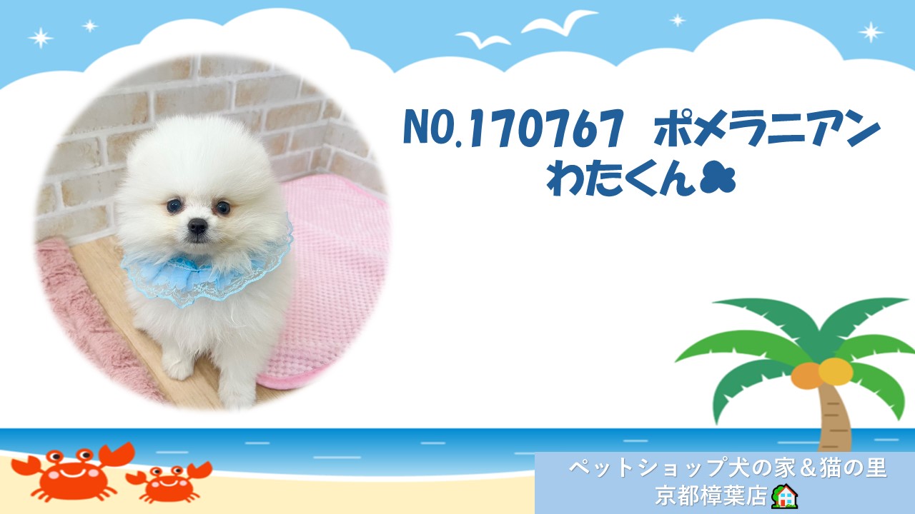 モフモフまんまるなポメラニアンちゃん☁*ペットショップ犬の家 モフモフまんまるなポメラニアンちゃん☁*ペットショップ犬の家
