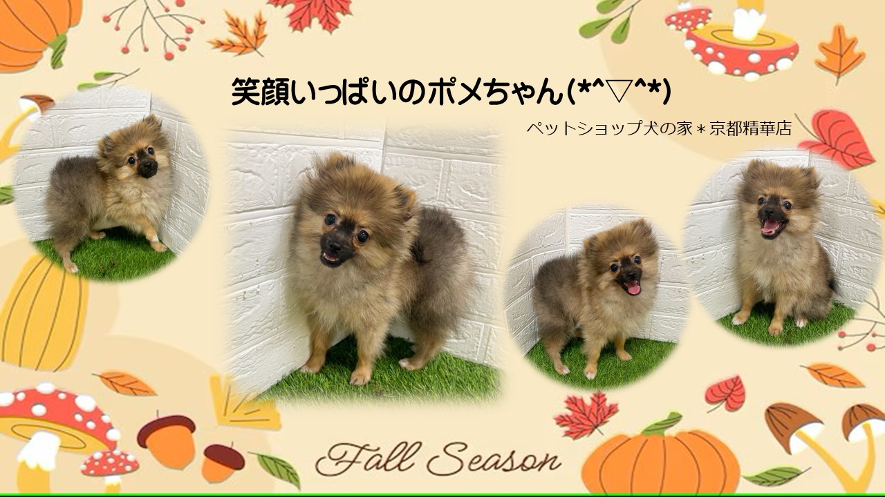 Santa♡ポメちゃん 🐰🐰🐰｜オシャレになりたい30代ママ | 𓇼𓇼𓇼 ポメちゃん♡ 初カット