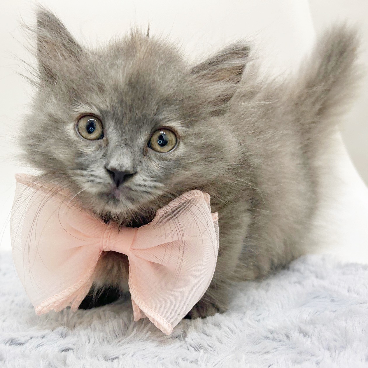 🎀今週の新人さんをご紹介🎀～ペットショップWE ARE Oneモザイク