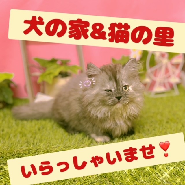 可愛い💖新猫🐱新犬🐶ちゃん達🍁ペットショップ犬の家＆猫の里藤枝店