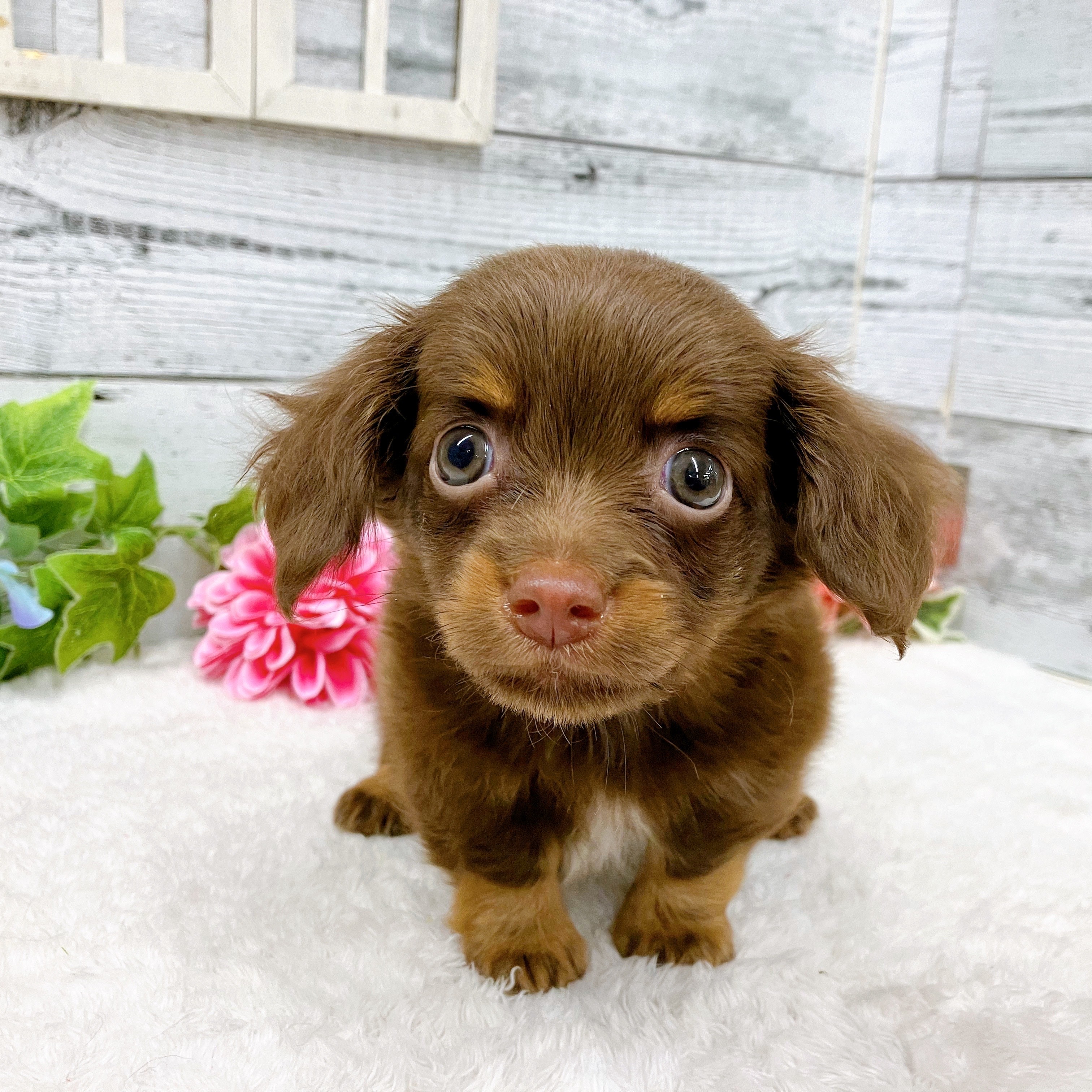 たくさんの✨New Face✨ちゃん達のご紹介👏👏 犬の家 ペットショップ