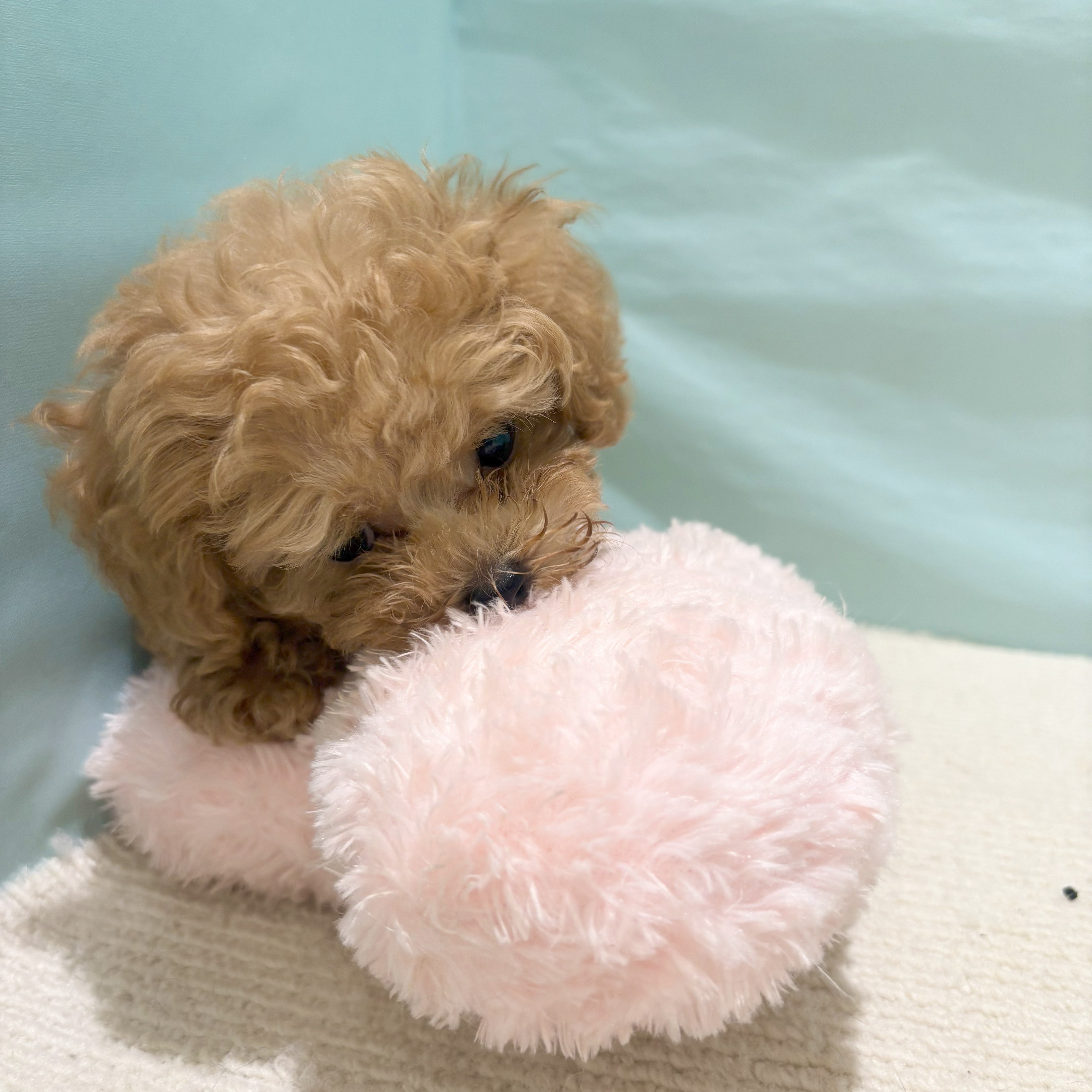 まるでぬいぐるみ！ティーカップ・プードルくん🐕 犬の家＆猫の