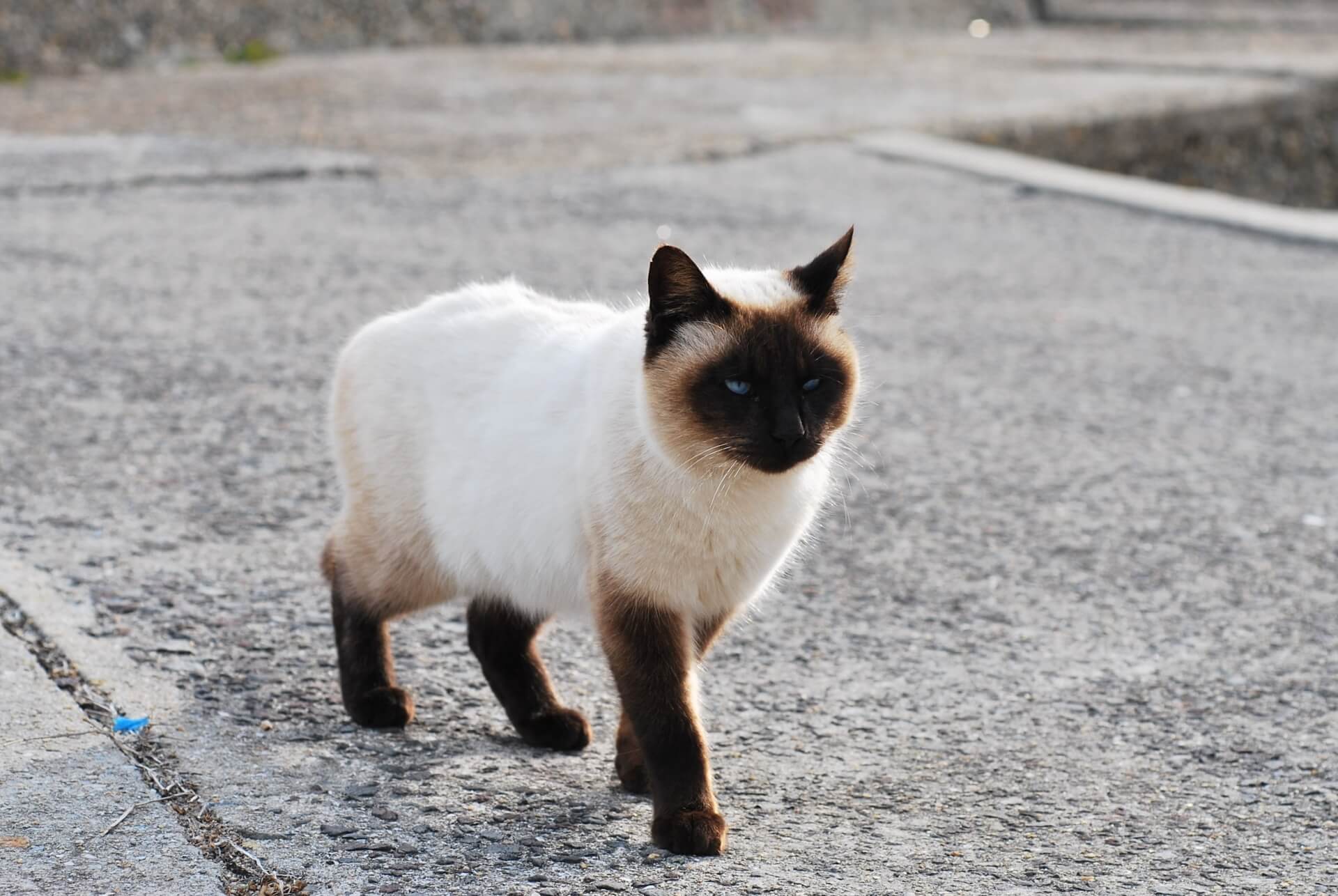 シャムの猫図鑑 | ペットショップ 犬の家&猫の里 | 子犬だけで