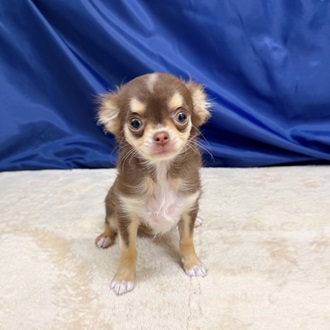 🌟推しのチワワちゃん紹介🌟【ペットショップ犬の家＆猫の里一宮店