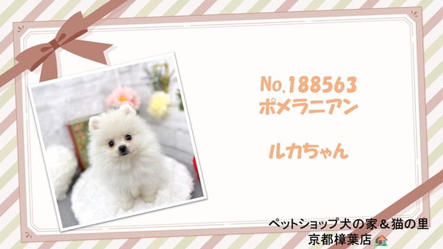 甘えん坊でかまってちゃんなポメラニアンちゃん❤＊ペット