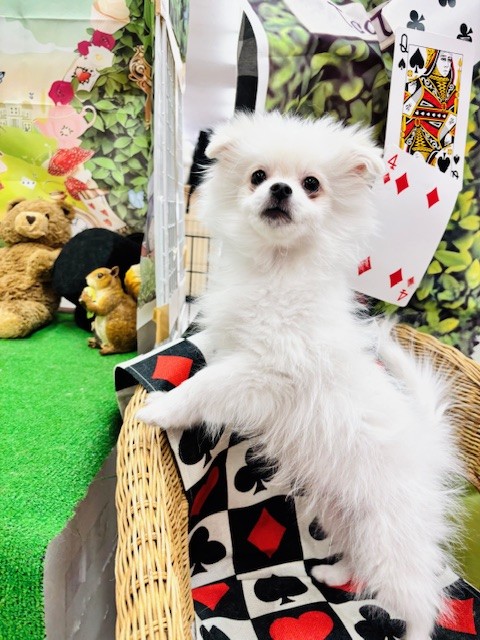 とっても可愛いマルポメくんとチワワちゃん🐶💓～ペットショップ犬の家
