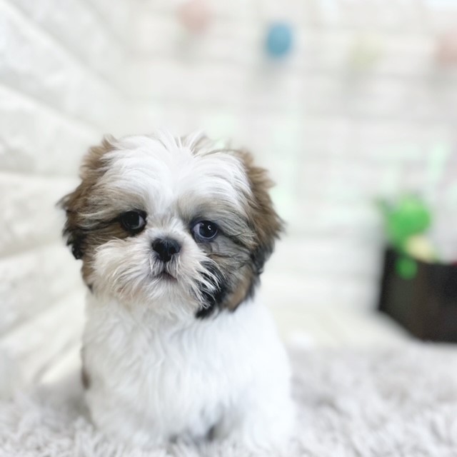 💙新しく仲間入りのダックスちゃんとシーズーくん💙 ペットショップ犬
