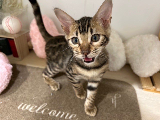 🐱新宿店の猫ちゃん紹介🐱 | ペットショップ 犬の家&猫の里 | 子犬だけ