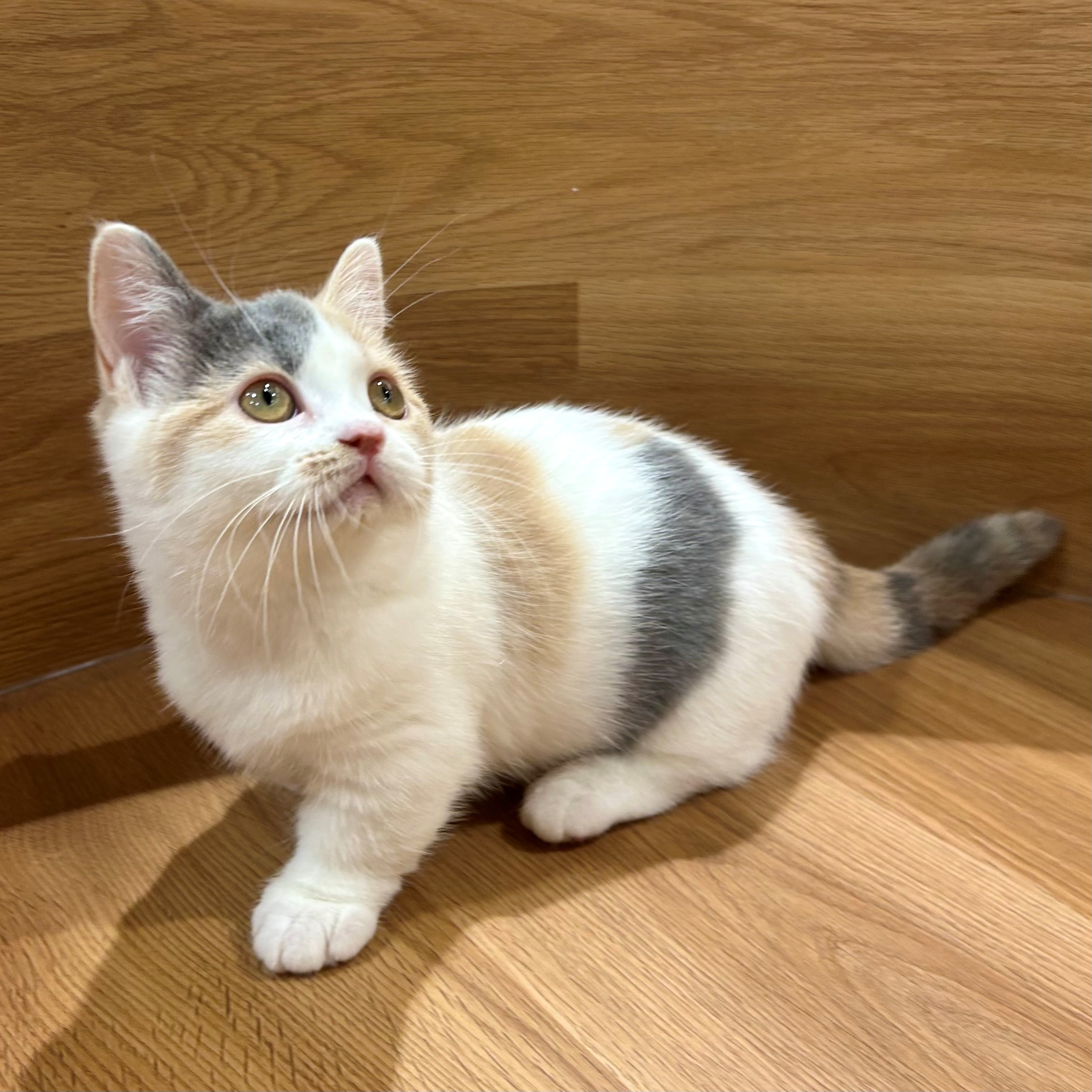 とんみ♡パリの街並みウィンドウショッピング猫ちゃん チワワ・ロングコート 】まるで動くチョコレート？スイーツ系