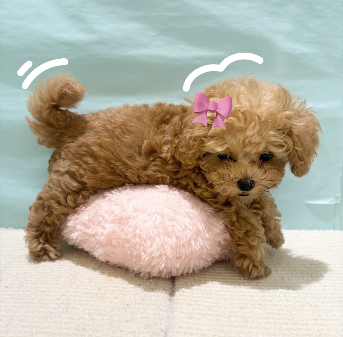 まるでぬいぐるみ！ティーカップ・プードルくん🐕 犬の家＆猫の里