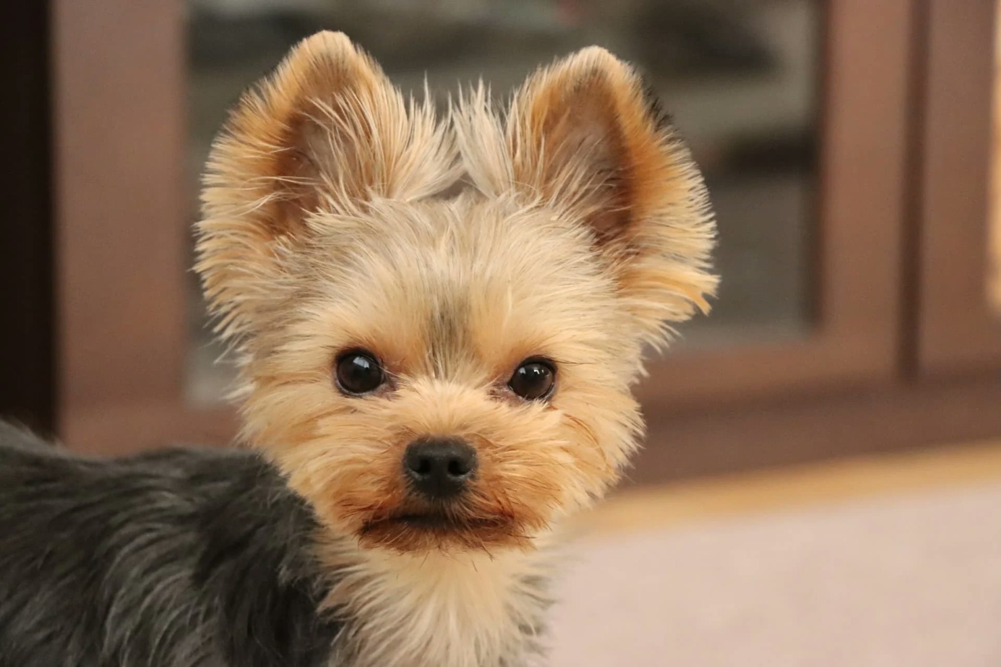 人気のテリア種15選!特徴や性格について紹介します | ペットショップ 犬の家&猫の里 | 子犬だけでなく子猫の情報もたくさん