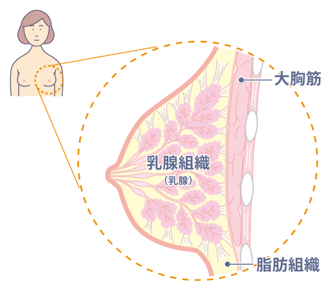 乳房とは | michiteku(みちてく) 乳房とは | michiteku(みちてく)