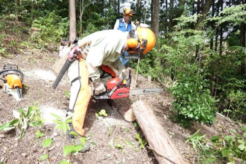 第274回現場セミナー：ヒノキ間伐の活動写真
