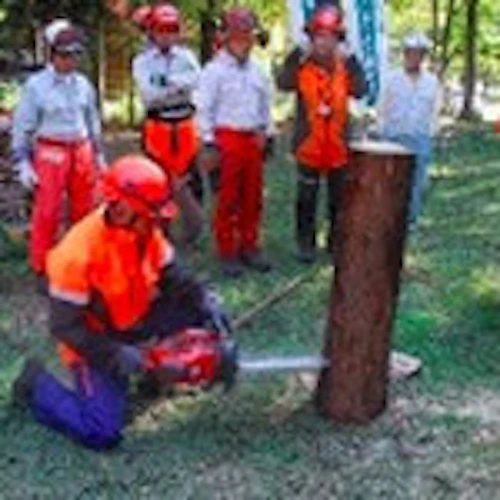 番外編現場セミナー　里山林整備の完了報告の活動写真