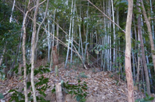 中小田古墳群を守り活かす山林整備事業活動（PART　Ⅴ）の活動写真