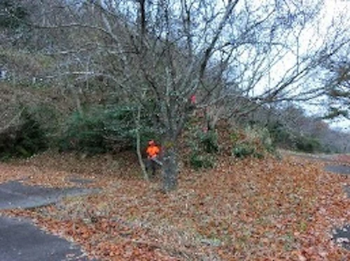 番外編現場セミナー　土師ダム周辺桜守事前準備の活動写真