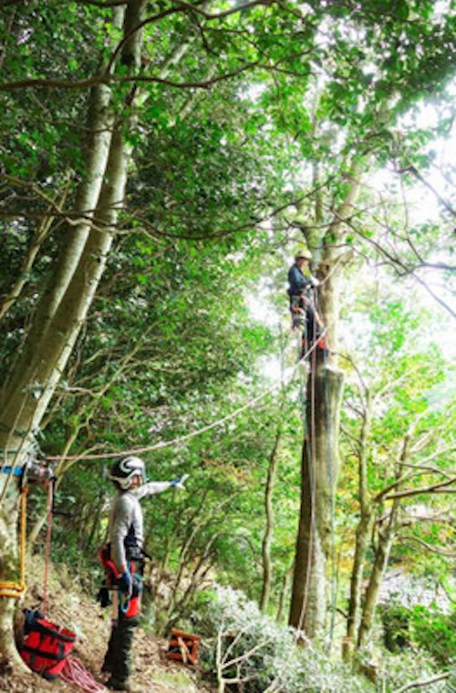 「緑の募金事業」第 3 回里山林整備活動の報告の活動写真
