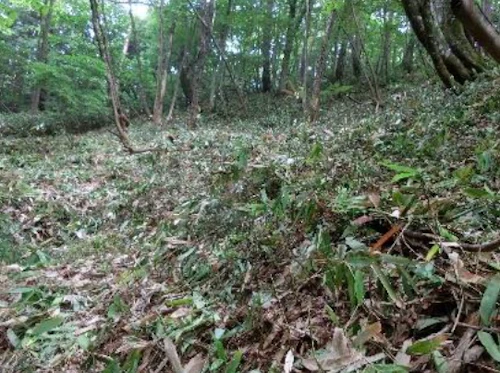 番外編現場セミナー：里山林整備事業の報告の活動写真