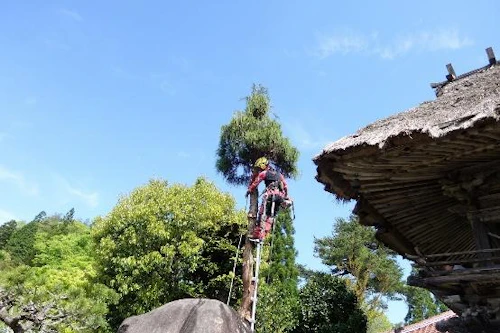 下枝から順次切り落としました