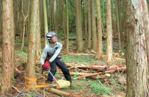 番外編現場セミナー「安全に木を伐る技術研修会」開催の活動写真