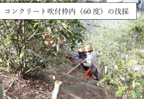 第 271 回現場セミナー： 史跡中小田古墳群の竹等伐採 第６回の活動写真