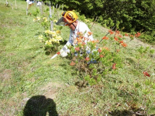 番外編：レンゲツツジの手入れ（5/9 もみのき森林公園内）の活動写真