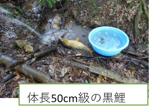 歴史をつなぐ「お玉ヶ池」再生プロジェクト完了報告書の活動写真