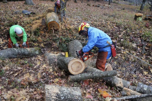番外編現場セミナー　桜守プロジェクト　土師ダム湖畔のさくら並木の手入れの活動写真