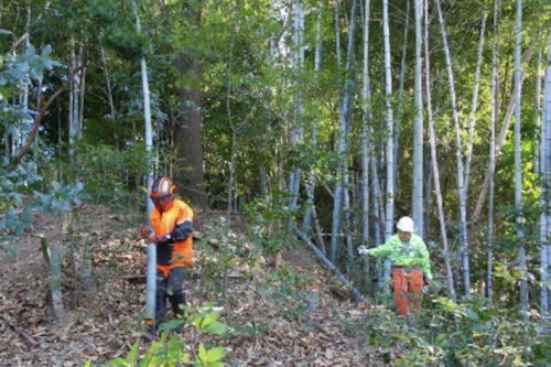 中小田古墳群を守り活かす山林整備事業活動（PART　Ⅴ）の活動写真