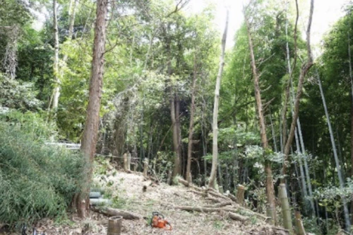 第267回現場セミナー　中小田古墳群の山林整備（2回目）の活動写真