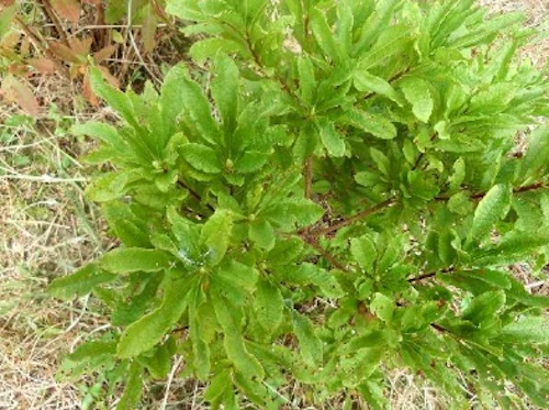 植樹祭の事前準備に参加しての活動写真