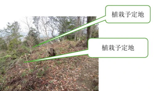 現場セミナー：鬼ケ城山 陽光桜植樹の活動写真