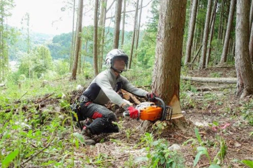 番外編現場セミナー「安全に木を伐る技術研修会」開催の活動写真